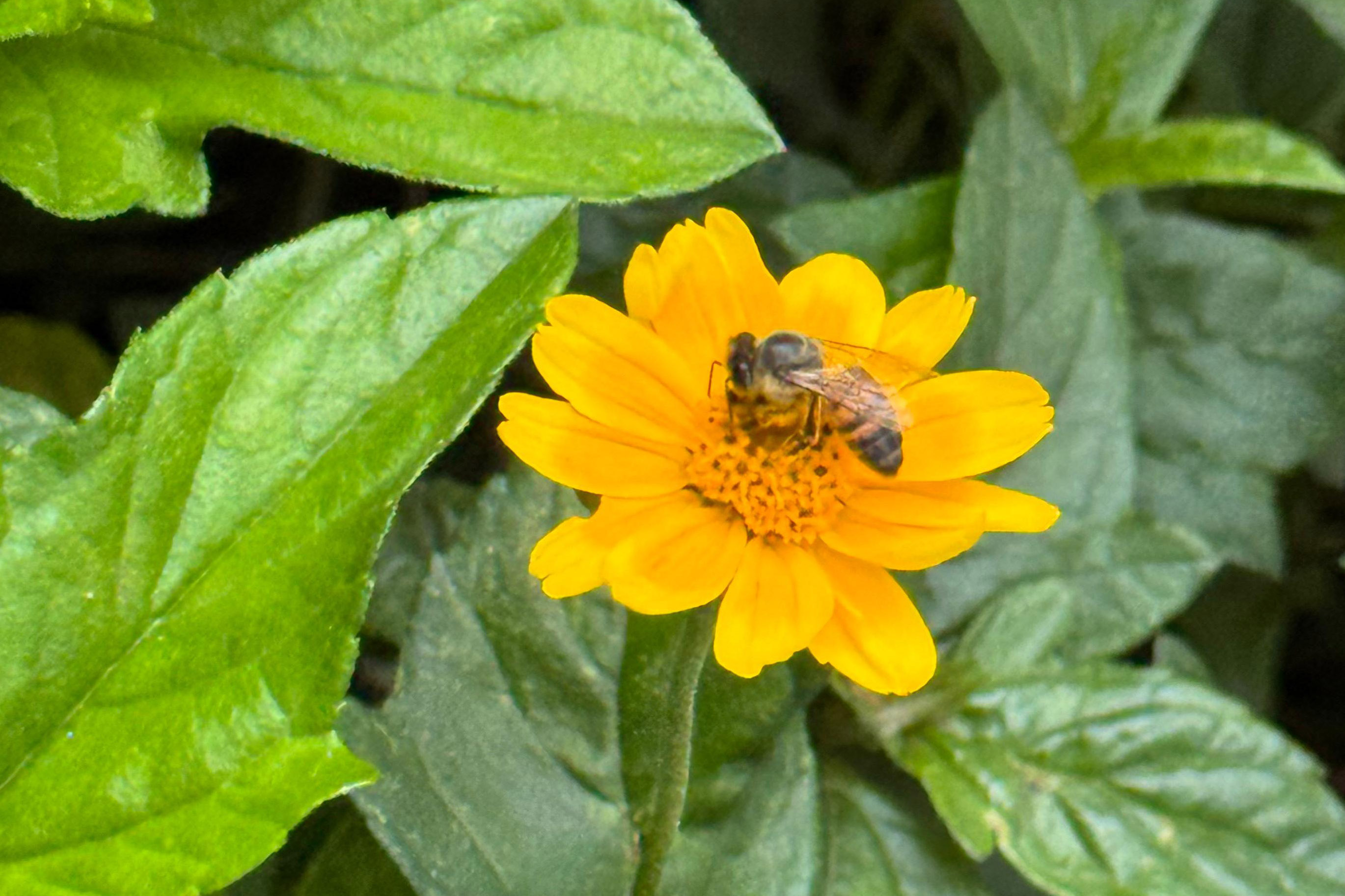 Startup Beeotec, apoiada no primeiro edital do Paraná Anjo Inovador, estuda o própolis azul para criar produtos voltados ao agronegócio.
