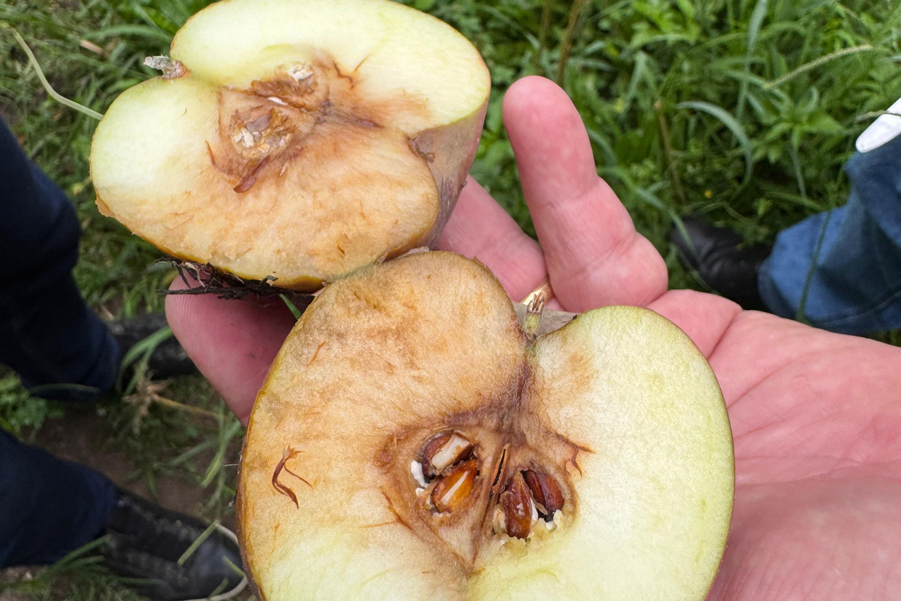 Com auxílio do Tecpar, Paraná terá nova tecnologia europeia para sistemas agrícolas