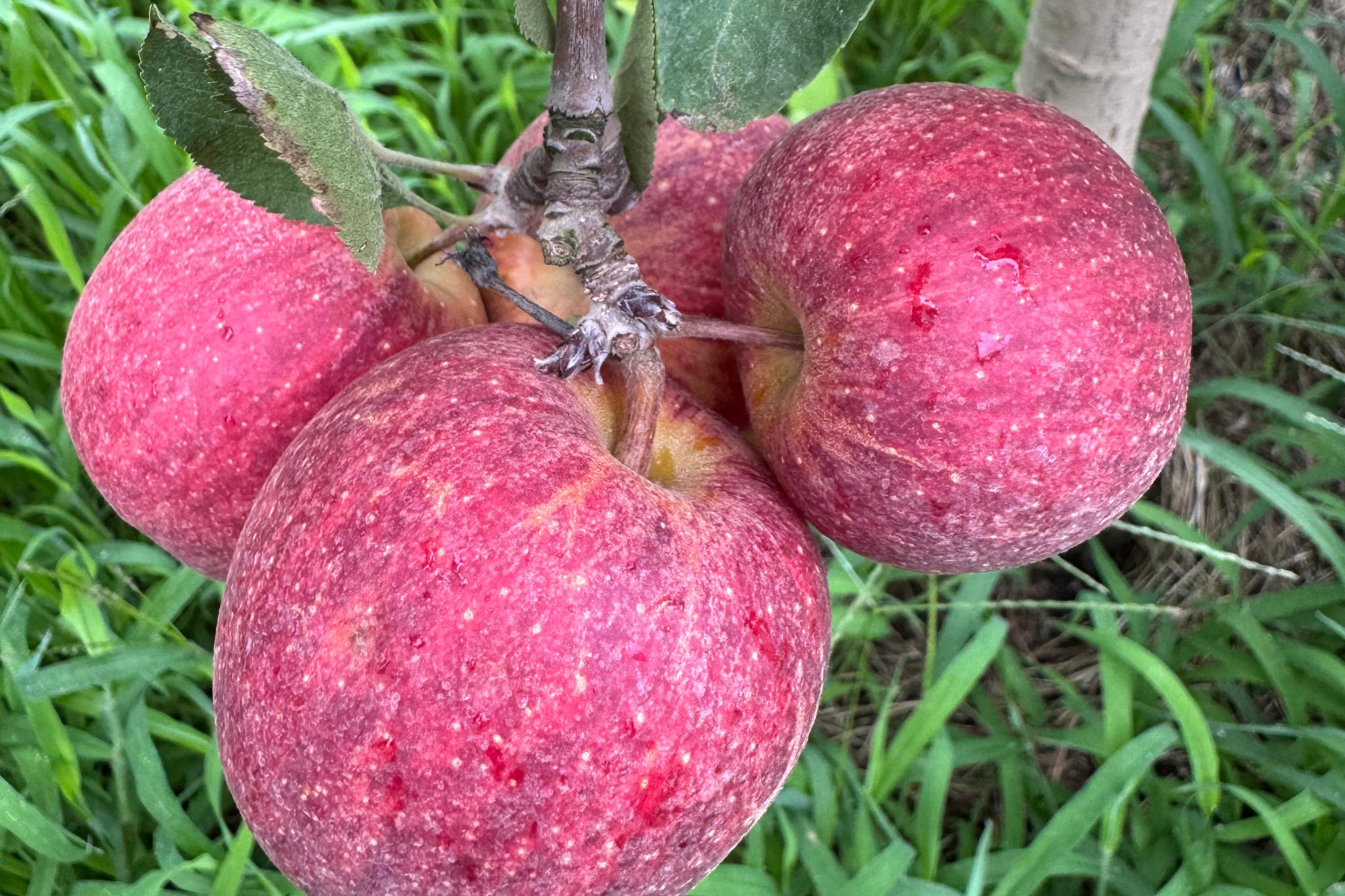 Com auxílio do Tecpar, Paraná terá nova tecnologia europeia para sistemas agrícolas