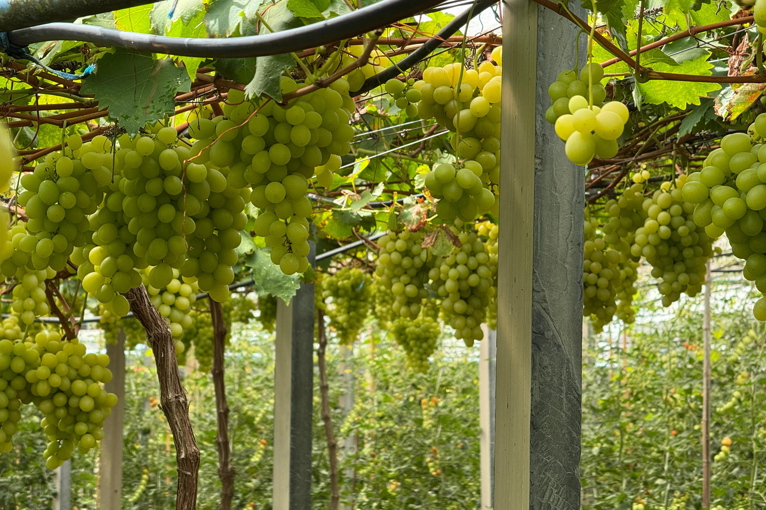 Com auxílio do Tecpar, Paraná terá nova tecnologia europeia para sistemas agrícolas