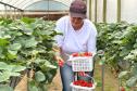 Incentivada pelo Estado, startup curitibana desenvolve sistema de irrigação para agricultura familiar.
