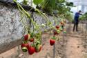 Incentivada pelo Estado, startup curitibana desenvolve sistema de irrigação para agricultura familiar.