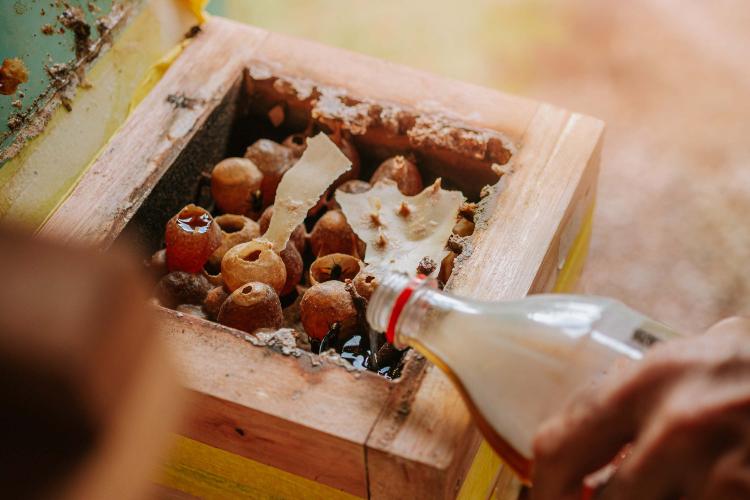 O produtor Erich de Barros Lange participou da capacitação realizada pelo Tecpar e já instalou caixas de abelhas na sua chácara em Morretes. Foto: Albori Ribeiro/Prefeitura de Morretes.