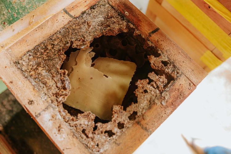 O produtor Erich de Barros Lange participou da capacitação realizada pelo Tecpar e já instalou caixas de abelhas na sua chácara em Morretes. Foto: Albori Ribeiro/Prefeitura de Morretes.