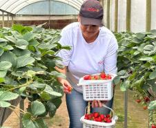 Incentivada pelo Estado, startup curitibana desenvolve sistema de irrigação para agricultura familiar.