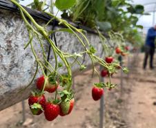 Incentivada pelo Estado, startup curitibana desenvolve sistema de irrigação para agricultura familiar.