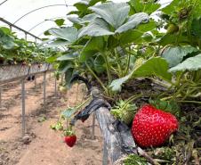 Incentivada pelo Estado, startup curitibana desenvolve sistema de irrigação para agricultura familiar.