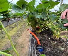 Incentivada pelo Estado, startup curitibana desenvolve sistema de irrigação para agricultura familiar.