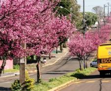 Como Assaí, no interior do Paraná, virou referência global de inovação - Com apenas 13,7 mil habitantes, município do Norte Pioneiro está entre as 7 cidades mais inteligentes do mundo pelo ranking Smart21 do Fórum de Comunidades Inteligentes do Canadá (IFC). Assaí também foi reconhecida nacionalmente pelas boas práticas inovadoras no Prêmio Sebrae Prefeitura Empreendedora