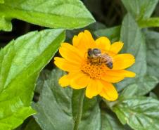Startup Beeotec, apoiada no primeiro edital do Paraná Anjo Inovador, estuda o própolis azul para criar produtos voltados ao agronegócio.