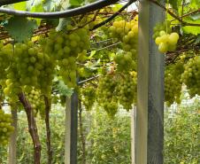 Com auxílio do Tecpar, Paraná terá nova tecnologia europeia para sistemas agrícolas