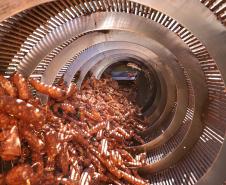 Com previsão de safra recorde, feira em Paranavaí traz novidades na área de mandioca