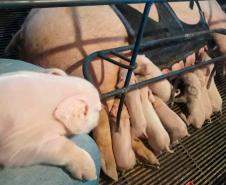 Tecnologia e bem-estar animal: startup paranaense avança na suinocultura com apoio do Anjo Inovador Foto: Pigma Desenvolvimentos