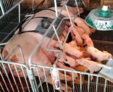 Tecnologia e bem-estar animal: startup paranaense avança na suinocultura com apoio do Anjo Inovador Foto: Pigma Desenvolvimentos