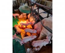 Tecnologia e bem-estar animal: startup paranaense avança na suinocultura com apoio do Anjo Inovador Foto: Pigma Desenvolvimentos