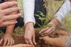 Apoio do Estado: startup de Maringá cria plataforma para compensação da pegada de carbono. Foto: IAT