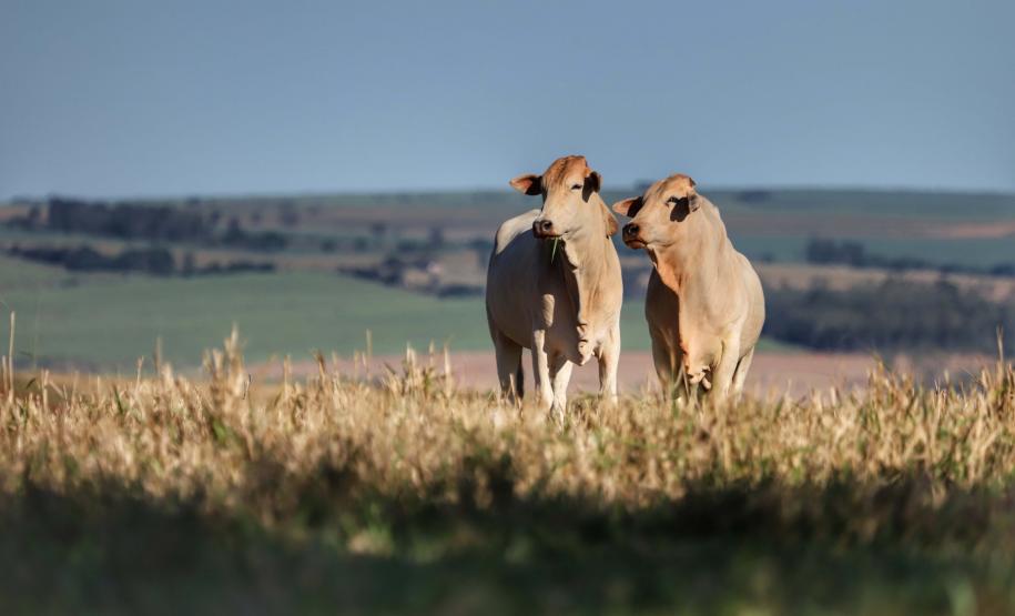 Celepar leva ao Show Rural 2024 soluções para o produtor rural e o agronegócio. Foto: Gilson Abreu/Arquivo AEN