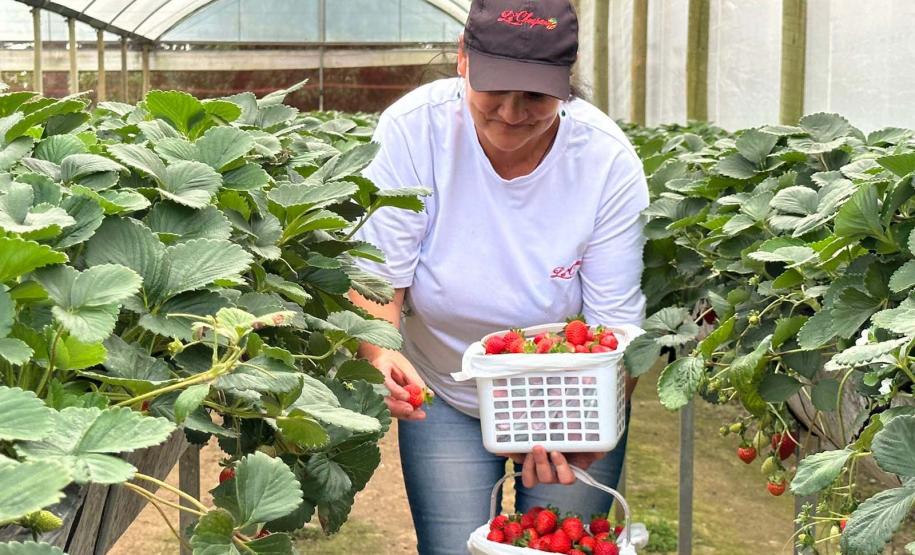 Incentivada pelo Estado, startup curitibana desenvolve sistema de irrigação para agricultura familiar.