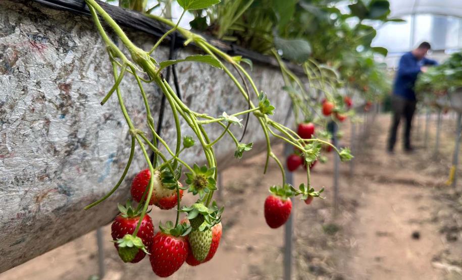 Incentivada pelo Estado, startup curitibana desenvolve sistema de irrigação para agricultura familiar.