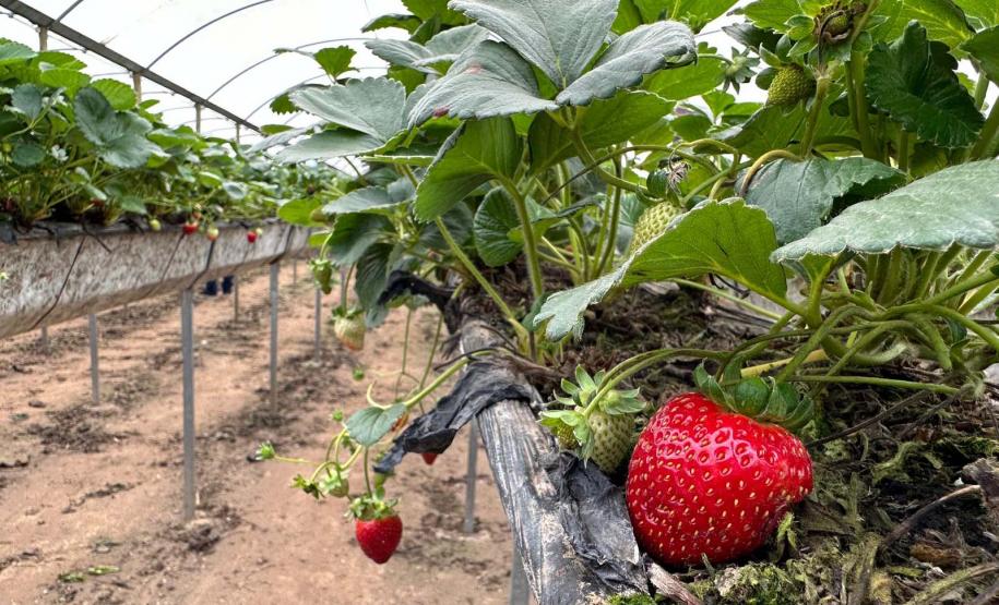 Incentivada pelo Estado, startup curitibana desenvolve sistema de irrigação para agricultura familiar.