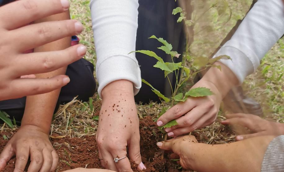 Apoio do Estado: startup de Maringá cria plataforma para compensação da pegada de carbono. Foto: IAT