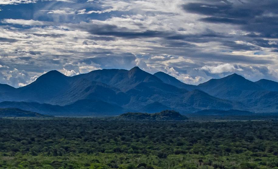 Apoio do Estado: startup de Maringá cria plataforma para compensação da pegada de carbono. Foto: IAT