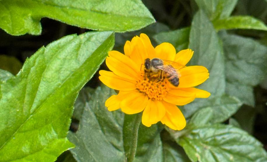 A Beeotec é umas das 68 startups selecionadas no Paraná Anjo Inovador, programa do Governo do Estado que incentiva desenvolvimento de produtos, serviços e processos inovadores.