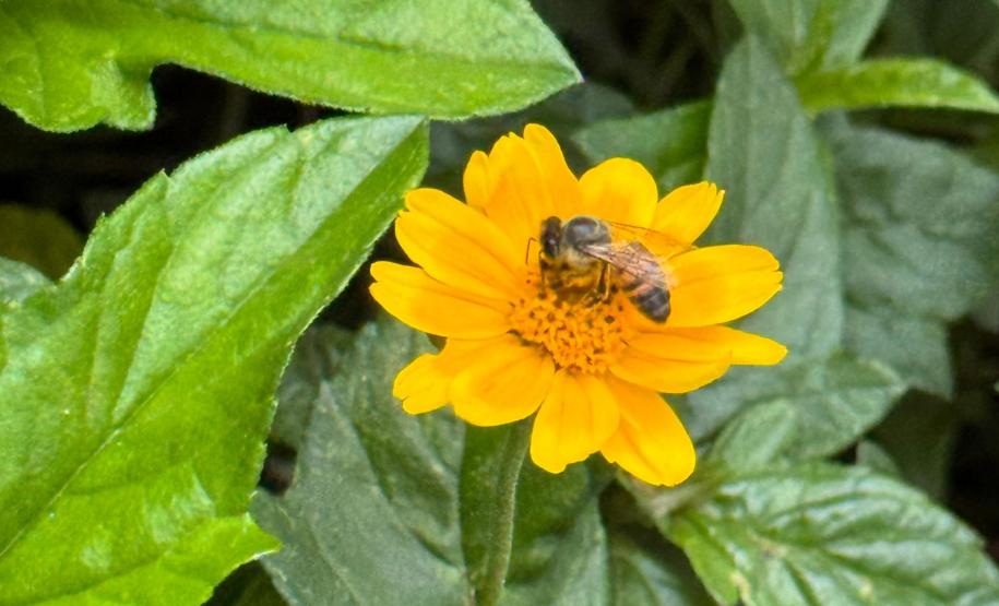 Startup Beeotec, apoiada no primeiro edital do Paraná Anjo Inovador, estuda o própolis azul para criar produtos voltados ao agronegócio.