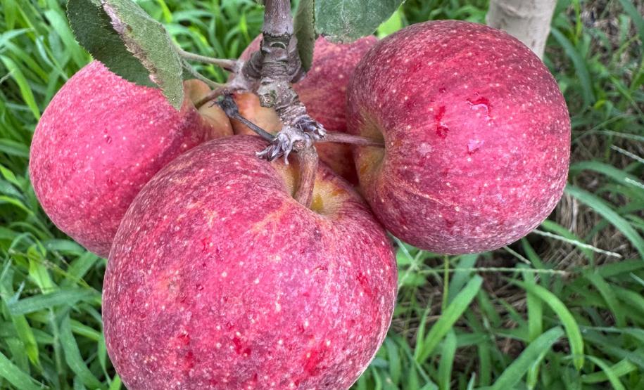 Com auxílio do Tecpar, Paraná terá nova tecnologia europeia para sistemas agrícolas