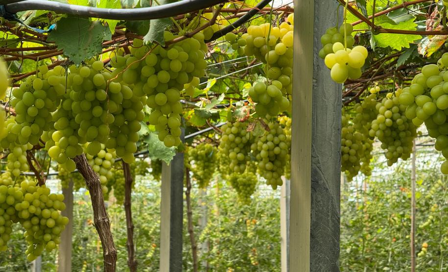 Com auxílio do Tecpar, Paraná terá nova tecnologia europeia para sistemas agrícolas
