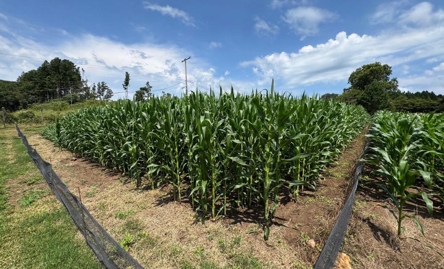 Com auxílio do Tecpar, Paraná terá nova tecnologia europeia para sistemas agrícolas
