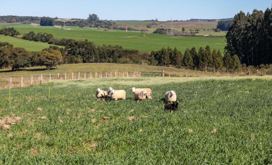 Ratinho Junior sanciona lei que prevê aumento do investimento em conectividade rural