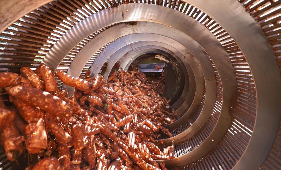 Com previsão de safra recorde, feira em Paranavaí traz novidades na área de mandioca