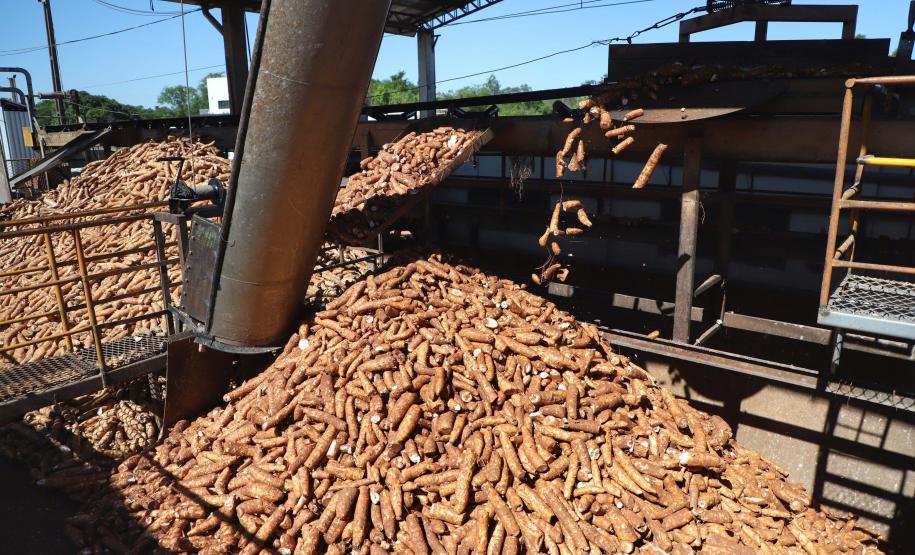 Com previsão de safra recorde, feira em Paranavaí traz novidades na área de mandioca