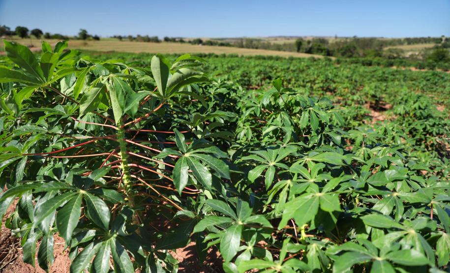 Com previsão de safra recorde, feira em Paranavaí traz novidades na área de mandioca