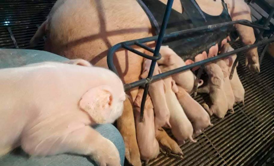 Tecnologia e bem-estar animal: startup paranaense avança na suinocultura com apoio do Anjo Inovador Foto: Pigma Desenvolvimentos