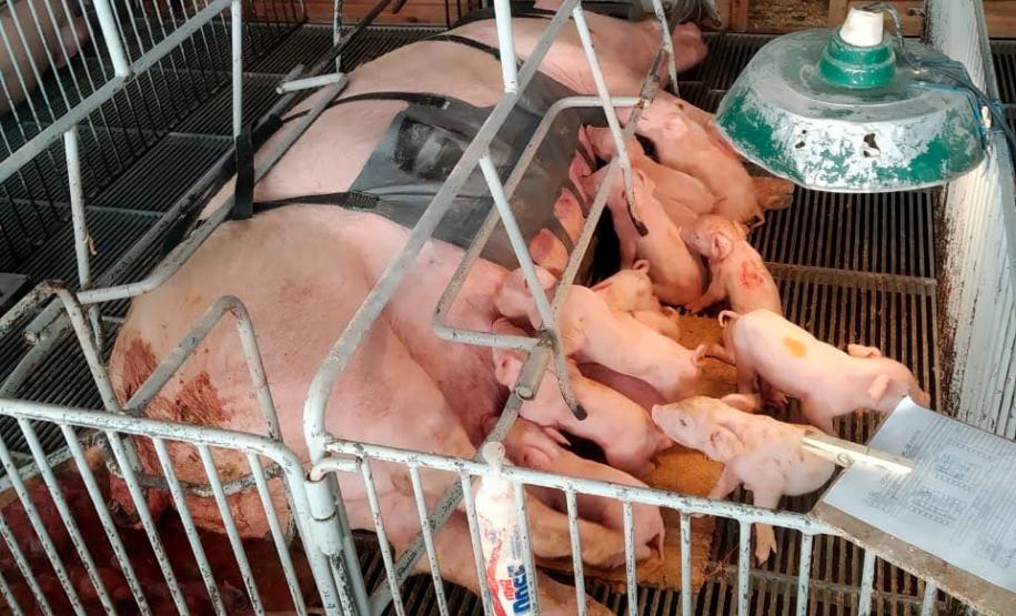 Tecnologia e bem-estar animal: startup paranaense avança na suinocultura com apoio do Anjo Inovador Foto: Pigma Desenvolvimentos