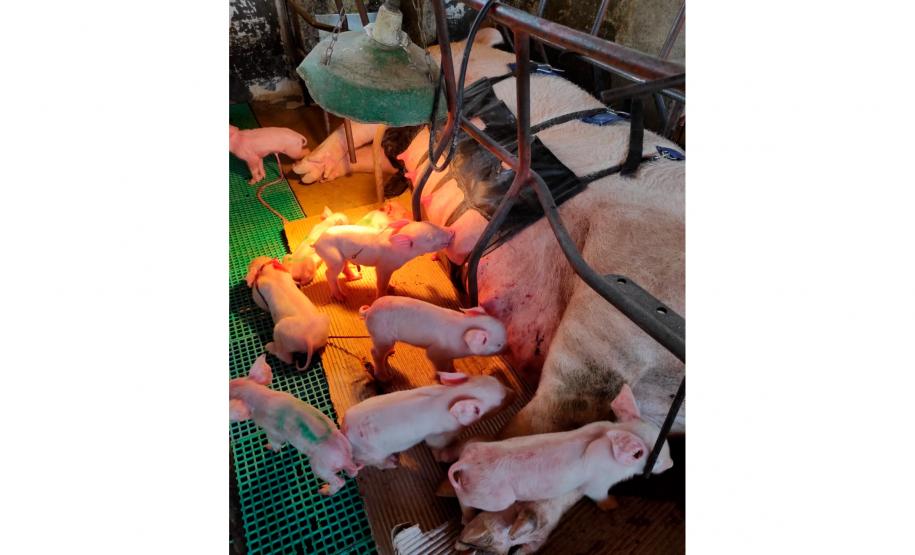 Tecnologia e bem-estar animal: startup paranaense avança na suinocultura com apoio do Anjo Inovador Foto: Pigma Desenvolvimentos